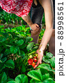 Woman farmer collects a harvest of ripe organic strawberries 88998561