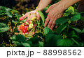 Farmer's hands picking organic strawberries from the bush close-up 88998562