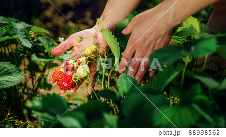 Farmer's hands picking organic strawberries from the bush close-up 88998562