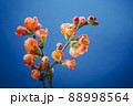 Japanese Quince Branch Blossoms in Spring 88998564