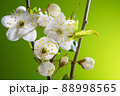 Cherry Branch with Blooming Flowers 88998565