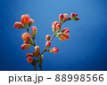 Japanese Quince Branch Blossoms in Spring 88998566