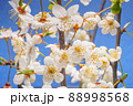 Cherry Branches with Blooming Flowers 88998568