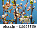 Cherry Branches with Buds Flowers 88998569