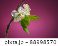 Plum Tree Branch with Two Blooming Flowers on Purple Background 88998570