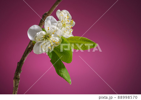 Plum Tree Branch with Two Blooming Flowers on Purple Background 88998570