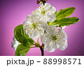 Plum Tree Branch with Blooming Flowers on Pink 88998571
