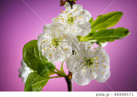 Plum Tree Branch with Blooming Flowers on Pink Plum Tree Branch with Blooming Flowers on Pink 88998571