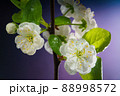 Plum Tree Branch with Blooming Flowers on Purple 88998572