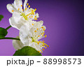 Plum Flowers Blooming on Purple 88998573