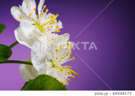 Plum Flowers Blooming on Purple 88998573