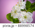 Plum Tree Blooming Flowers on Pink Close Up 88998574