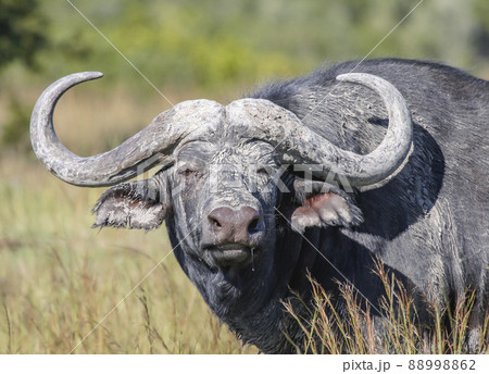 Black buffalo or Kaffir buffalo is the largest subspecies of the African buffalo. Black buffalo or Kaffir buffalo is the largest subspecies of the African buffalo. 88998862