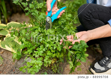 Woman picking spicy herb parsley growing in the garden. 88999708