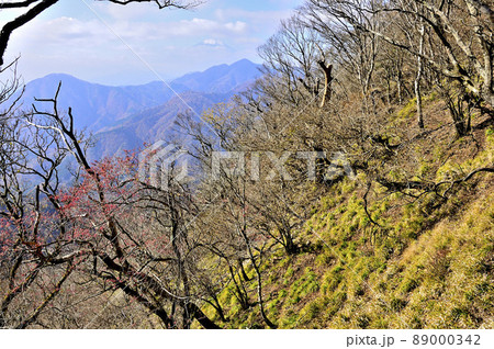 丹沢の小笄より シロヤシオツツジの紅葉と富士山遠望 丹沢の小笄より シロヤシオツツジの紅葉と富士山遠望 89000342