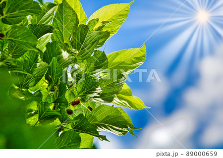 自然健康イメージ 89000659