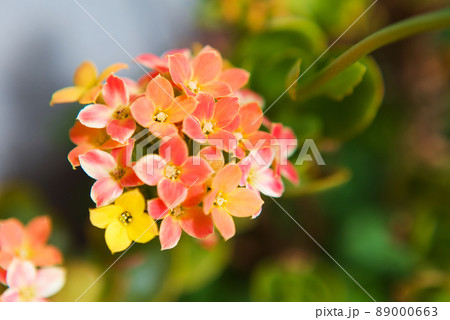 カランコエの花 89000663