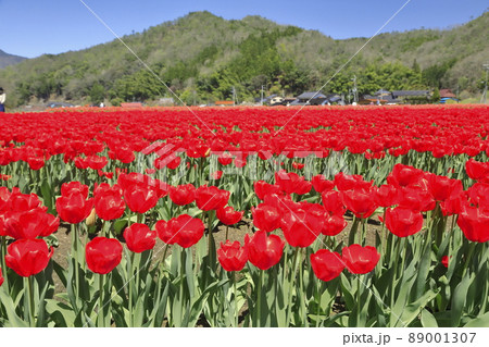 赤いチューリップ畑 89001307