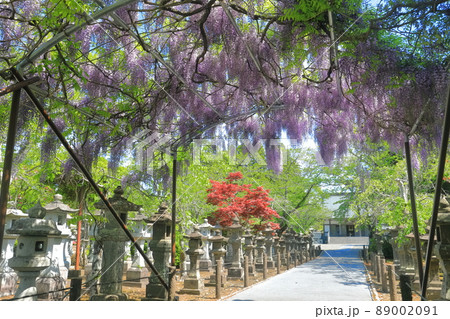 【鹿児島県】新緑の知覧平和公園 【鹿児島県】新緑の知覧平和公園 89002091
