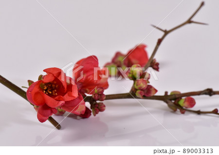 赤色の木瓜の花のアップ 赤色の木瓜の花のアップ 89003313