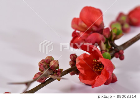 赤色の木瓜の花のアップ 赤色の木瓜の花のアップ 89003314