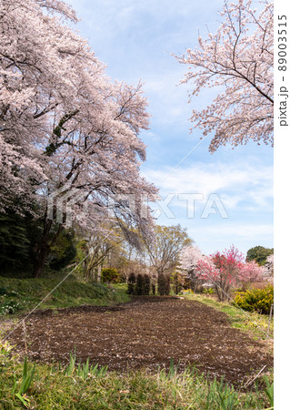 畑の花びら 89003515