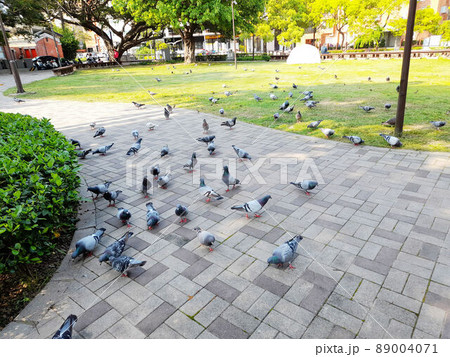 動物 動物学 鳥 89004071