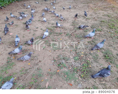 動物 動物学 鳥 89004076