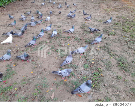 鳥 動物 動物学 89004077