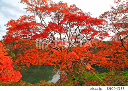 五色沼 毘沙門沼の紅葉 五色沼 毘沙門沼の紅葉 89004383