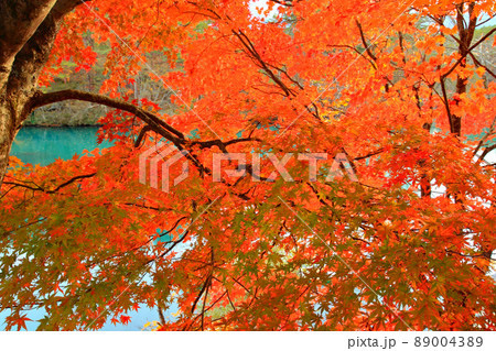 五色沼　毘沙門沼の紅葉 89004389