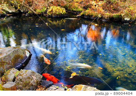 五色沼 毘沙門沼の紅葉 五色沼 毘沙門沼の紅葉 89004404