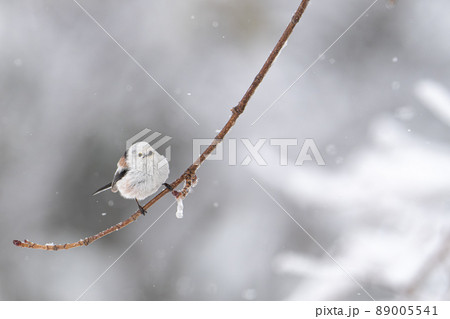 北海道の3月、なごり雪とシマエナガ。 89005541