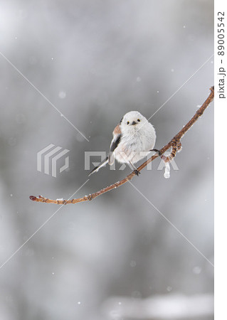 北海道の3月、なごり雪とシマエナガ。 北海道の3月、なごり雪とシマエナガ。 89005542