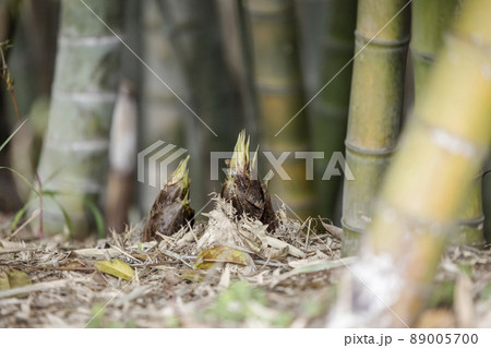 地面から生えるた竹の子 89005700