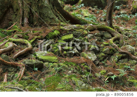 熊野古道 苔の岩 熊野古道 苔の岩 89005856