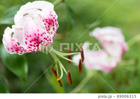 カノコユリの花のアップ 89006315