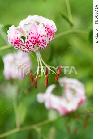 緑をバックにカノコユリの花 緑をバックにカノコユリの花 89006316