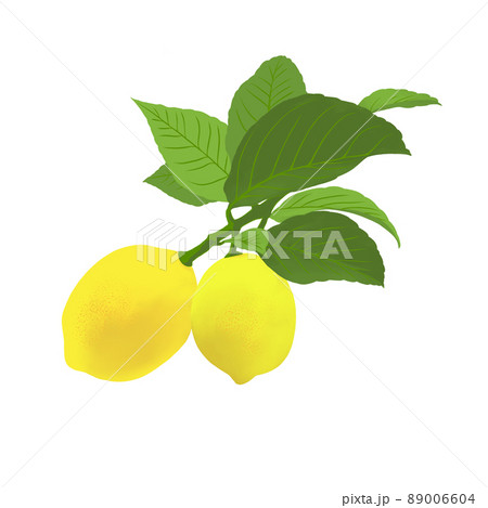 かわいい葉付きレモンのイラスト素材のイラスト素材