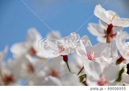 桜クローズアップ（染井吉野） 89006950