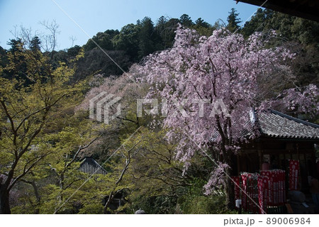 大和七福八宝初瀬長谷寺の櫻と緑豊かな樹々たち 大和七福八宝初瀬長谷寺の櫻と緑豊かな樹々たち 89006984