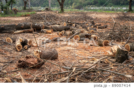Group of logs after cut the tree. Logs used for fuel sources. Group of logs after cut the tree. Logs used for fuel sources. 89007414
