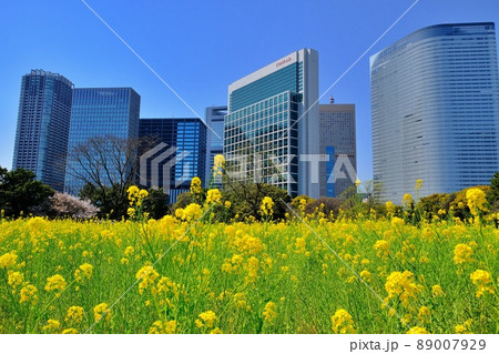 浜離宮恩賜庭園の菜の花と汐留シオサイト 89007929