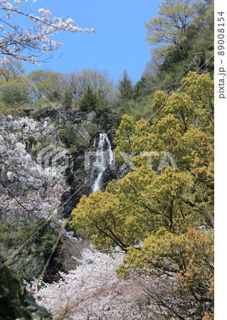 香川県三豊市、春の不動の滝カントリーパーク 89008154