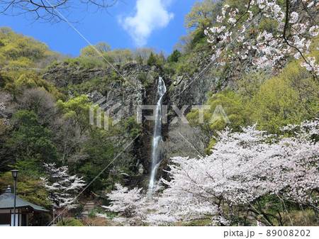 香川県三豊市、春の不動の滝カントリーパーク 香川県三豊市、春の不動の滝カントリーパーク 89008202