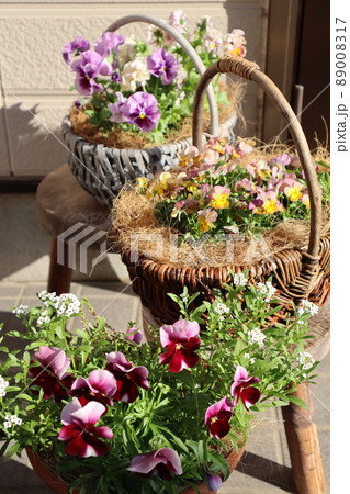 玄関前の花寄せ植え 89008317