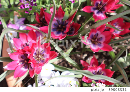 赤いミニチューリップの寄せ植え 赤いミニチューリップの寄せ植え 89008331