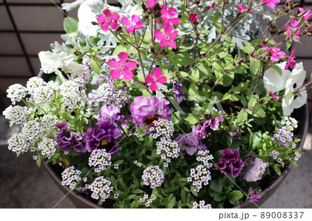 玄関回りの花寄せ植え 玄関回りの花寄せ植え 89008337