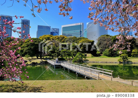 春爛漫の浜離宮恩賜庭園 89008338