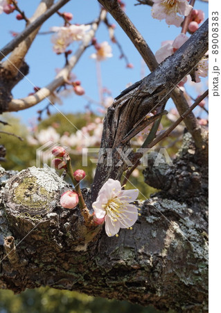 梅の花 梅の花 89008383